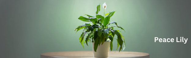 Peace Lily