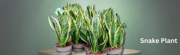 Snake Plant