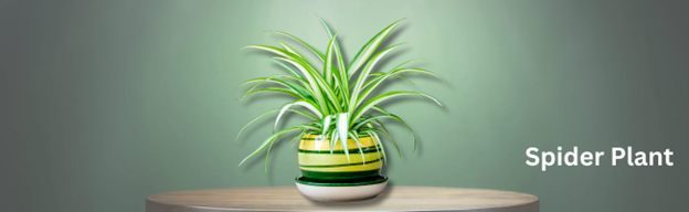 Spider Plant