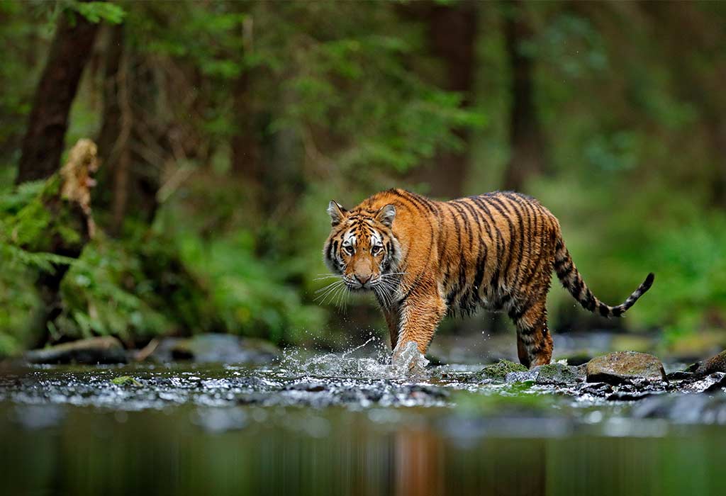 Projects on animal habitats
