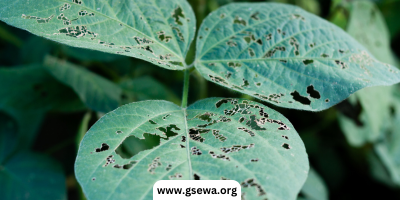 Watch for Pests and Diseases | G-Sewa