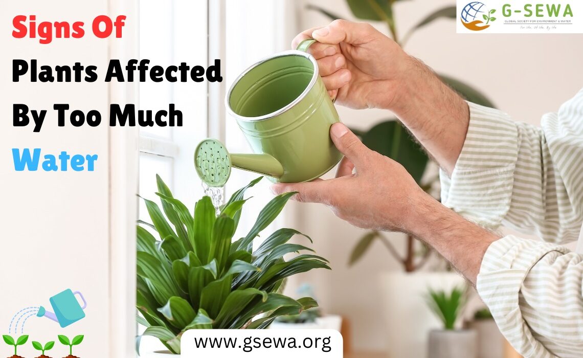 Signs Of Plants Affected By Too Much Water