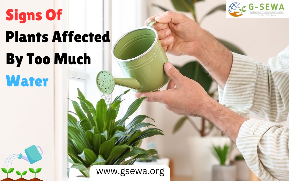 Signs Of Plants Affected By Too Much Water