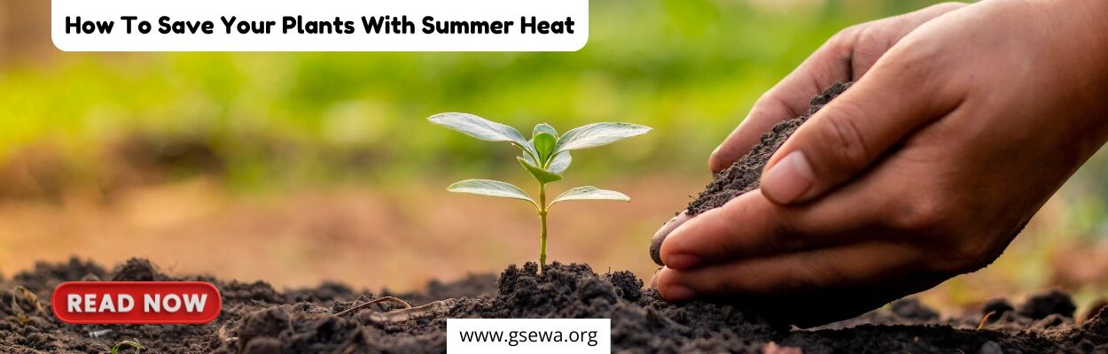 How To Save Your Plants With Summer Heat