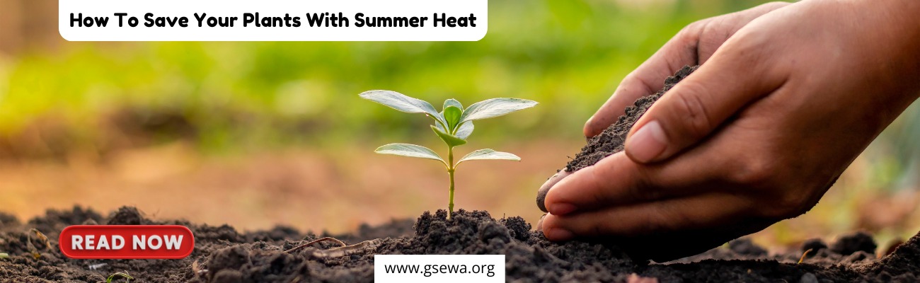 How To Save Your Plants With Summer Heat