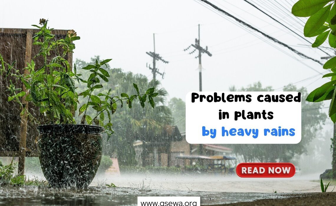 How to protect plants from heavy rains