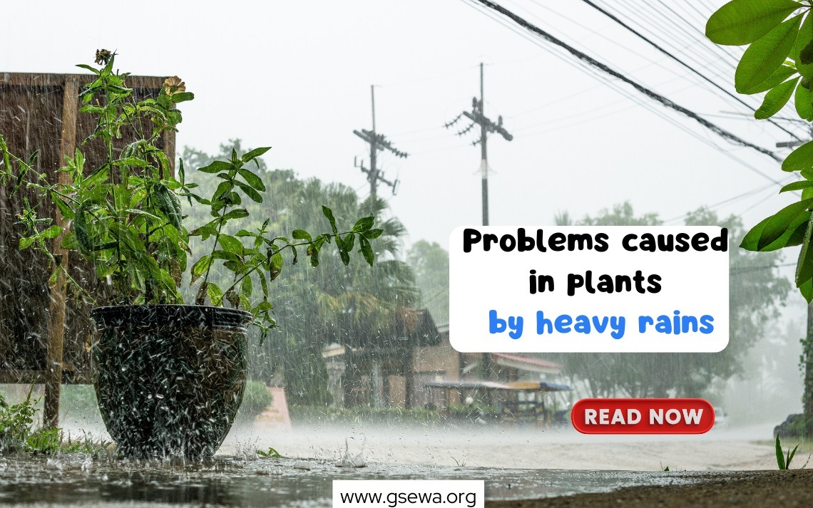 How to protect plants from heavy rains